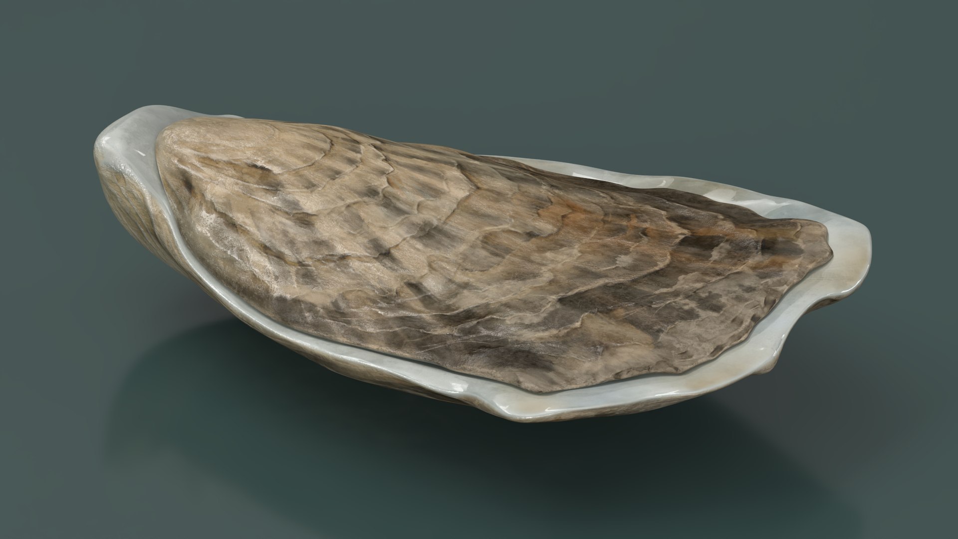 Closed Oyster 3D https://p.turbosquid.com/ts-thumb/cb/7Hau5n/yB/closedoyster3dsmodel006/jpg/1722533283/1920x1080/fit_q87/2e4a2aa28e6aa39f3811311aec476dec4ee62802/closedoyster3dsmodel006.jpg