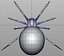 spider