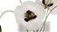 Bouquet Of White Wild Flowers In A Vase Poppy 455 model