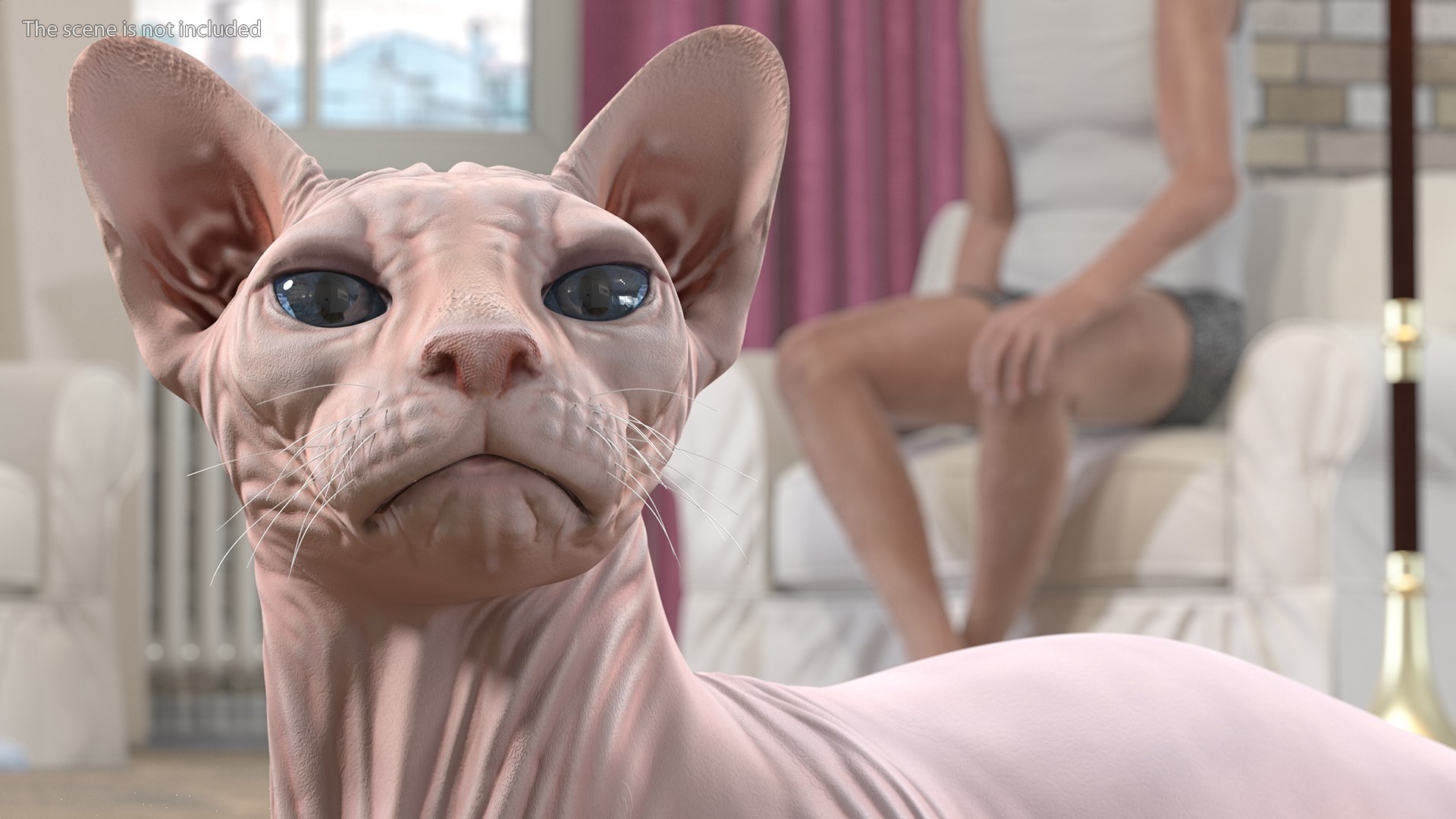 cream sphynx cat rigged 3D model https://p.turbosquid.com/ts-thumb/cb/SRKU04/Cse2G1FP/creamsphynxcatriggedvray3dmodel010/jpg/1606342272/1920x1080/fit_q87/9a89fcb34859941614c0ce84fd39d67d73e7dca3/creamsphynxcatriggedvray3dmodel010.jpg