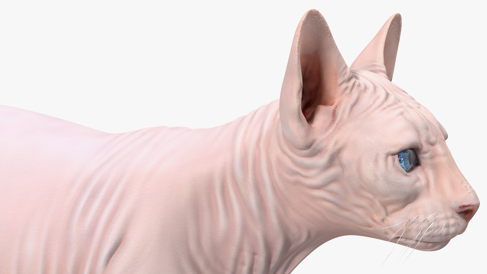 cream sphynx cat rigged 3D model https://p.turbosquid.com/ts-thumb/cb/SRKU04/GgsojJlM/creamsphynxcatriggedvray3dmodel019/jpg/1606342378/1920x1080/fit_q87/2d31ddee1d394b2ba95b09dcdd6f668cba2efaac/creamsphynxcatriggedvray3dmodel019.jpg