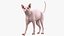 Cream Sphynx Cat Rigged