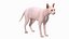 Cream Sphynx Cat Rigged