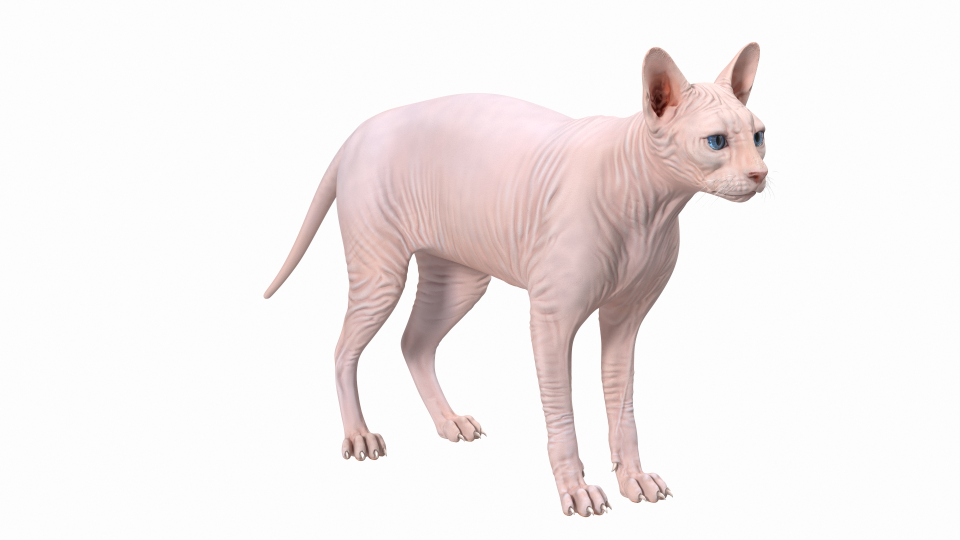 cream sphynx cat rigged 3D model https://p.turbosquid.com/ts-thumb/cb/SRKU04/LzPFWIk8/cream_sphynx_cat_rigged_360/jpg/1606341204/1920x1080/turn_fit_q99/89b10a05a8e24106dee557e373a260987b86c94d/cream_sphynx_cat_rigged_360-1.jpg