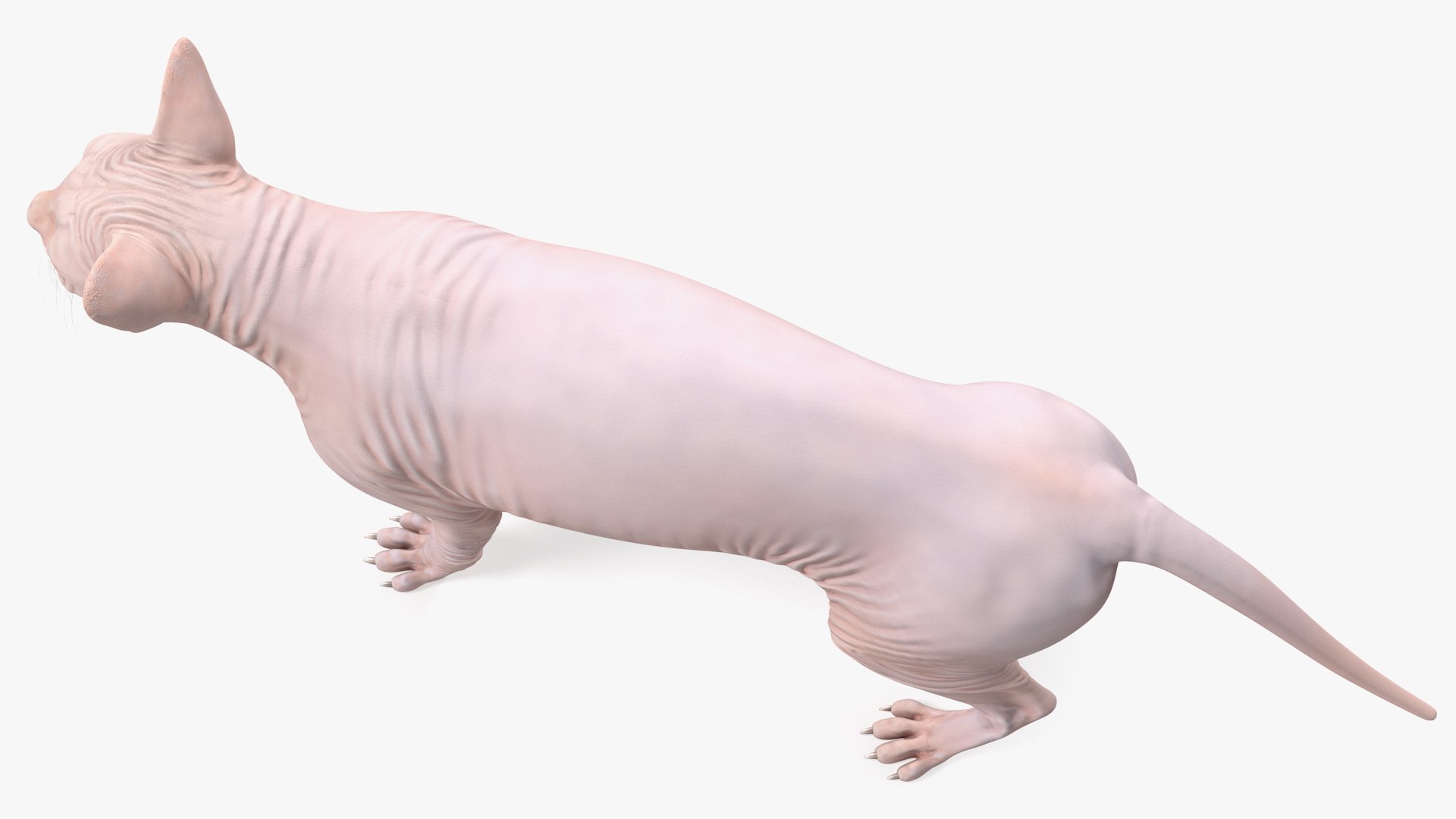 cream sphynx cat rigged 3D model https://p.turbosquid.com/ts-thumb/cb/SRKU04/Mr1mD2Tb/creamsphynxcatriggedvray3dmodel016/jpg/1606342343/1920x1080/fit_q87/b2c279f519136d9b41c8b7ef4cee02ea79d30b0e/creamsphynxcatriggedvray3dmodel016.jpg