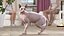 Cream Sphynx Cat Rigged