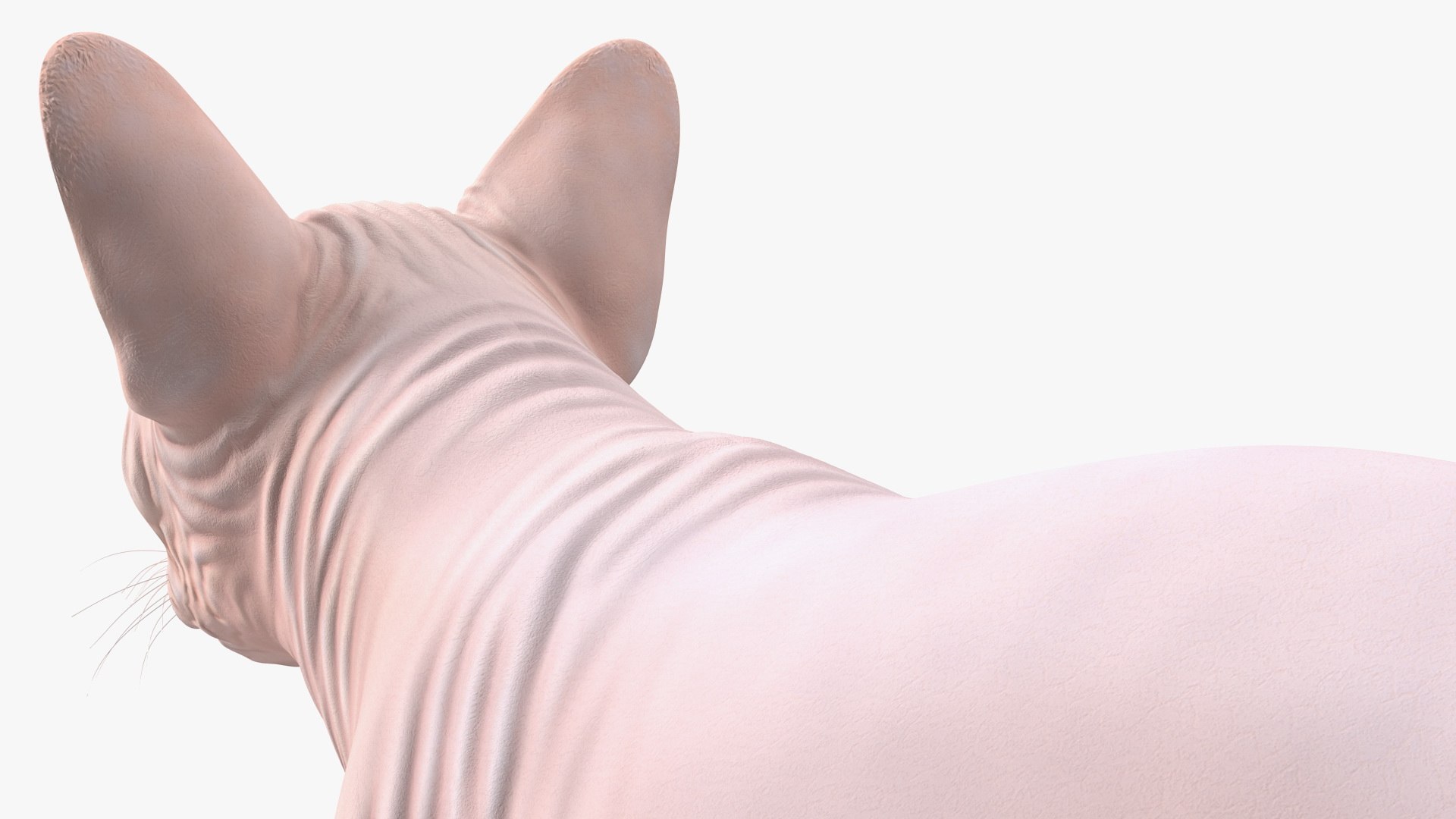 cream sphynx cat rigged 3D model https://p.turbosquid.com/ts-thumb/cb/SRKU04/VarEBCex/creamsphynxcatriggedvray3dmodel020/jpg/1606342391/1920x1080/fit_q87/cea91b4003b28082e501b6b050a1f66afe4a0848/creamsphynxcatriggedvray3dmodel020.jpg