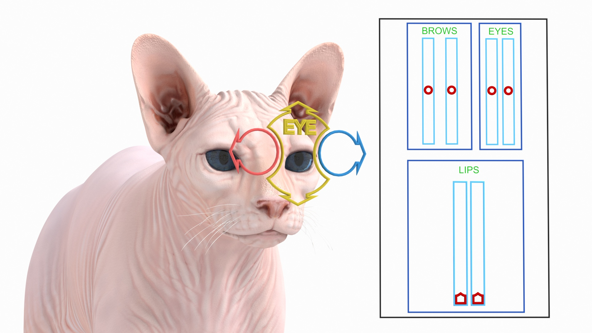 cream sphynx cat rigged 3D model https://p.turbosquid.com/ts-thumb/cb/SRKU04/g2xSLoMR/cream_sphynx_cat_rigged_362/jpg/1606339556/1920x1080/turn_fit_q99/33b989aee2f70b77921c04c26726b2a985bf6f5e/cream_sphynx_cat_rigged_362-1.jpg