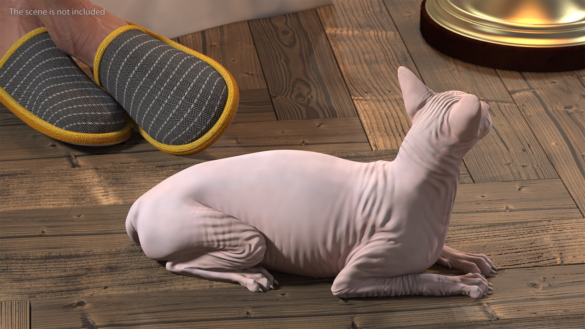 cream sphynx cat rigged 3D model https://p.turbosquid.com/ts-thumb/cb/SRKU04/oTIohESh/creamsphynxcatriggedvray3dmodel009/jpg/1606342259/1920x1080/fit_q87/3f337939753dd28773f79786fe41dbf280b69dd2/creamsphynxcatriggedvray3dmodel009.jpg