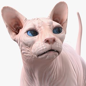Cream Sphynx Cat Rigged