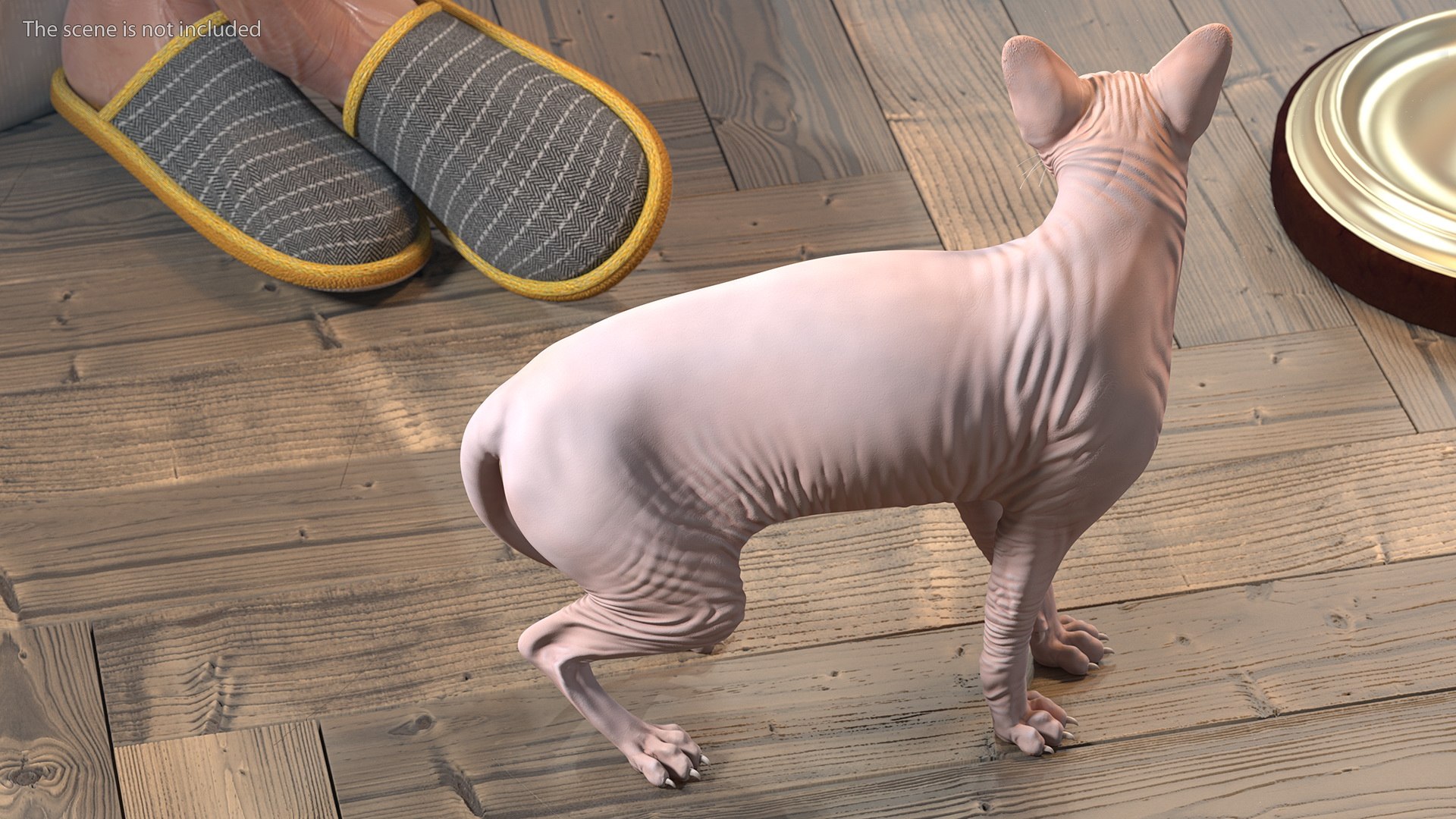 cream sphynx cat rigged 3D model https://p.turbosquid.com/ts-thumb/cb/SRKU04/tRvegDO1/creamsphynxcatriggedvray3dmodel008/jpg/1606342247/1920x1080/fit_q87/dc32fd9ec80f7484dd38eefff6d9c9c6768a3b26/creamsphynxcatriggedvray3dmodel008.jpg