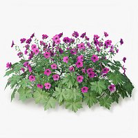 Geranium Patricia