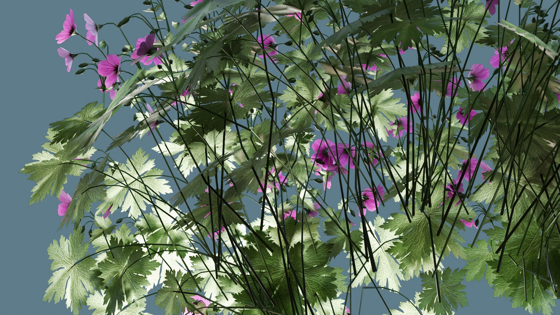 3D Geranium Patricia model https://p.turbosquid.com/ts-thumb/cb/W361zr/Tv/camera12/jpg/1747381677/1920x1080/fit_q87/4a1b2804e9cff480f7477cae974d6e13152f5b39/camera12.jpg