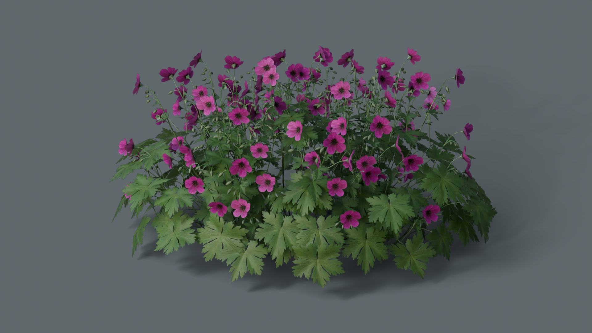 3D Geranium Patricia model https://p.turbosquid.com/ts-thumb/cb/W361zr/id/a/jpg/1747383266/1920x1080/turn_fit_q99/e31c23fc0bfc1b0bfe7c4a25a748fef70edfe082/a-1.jpg
