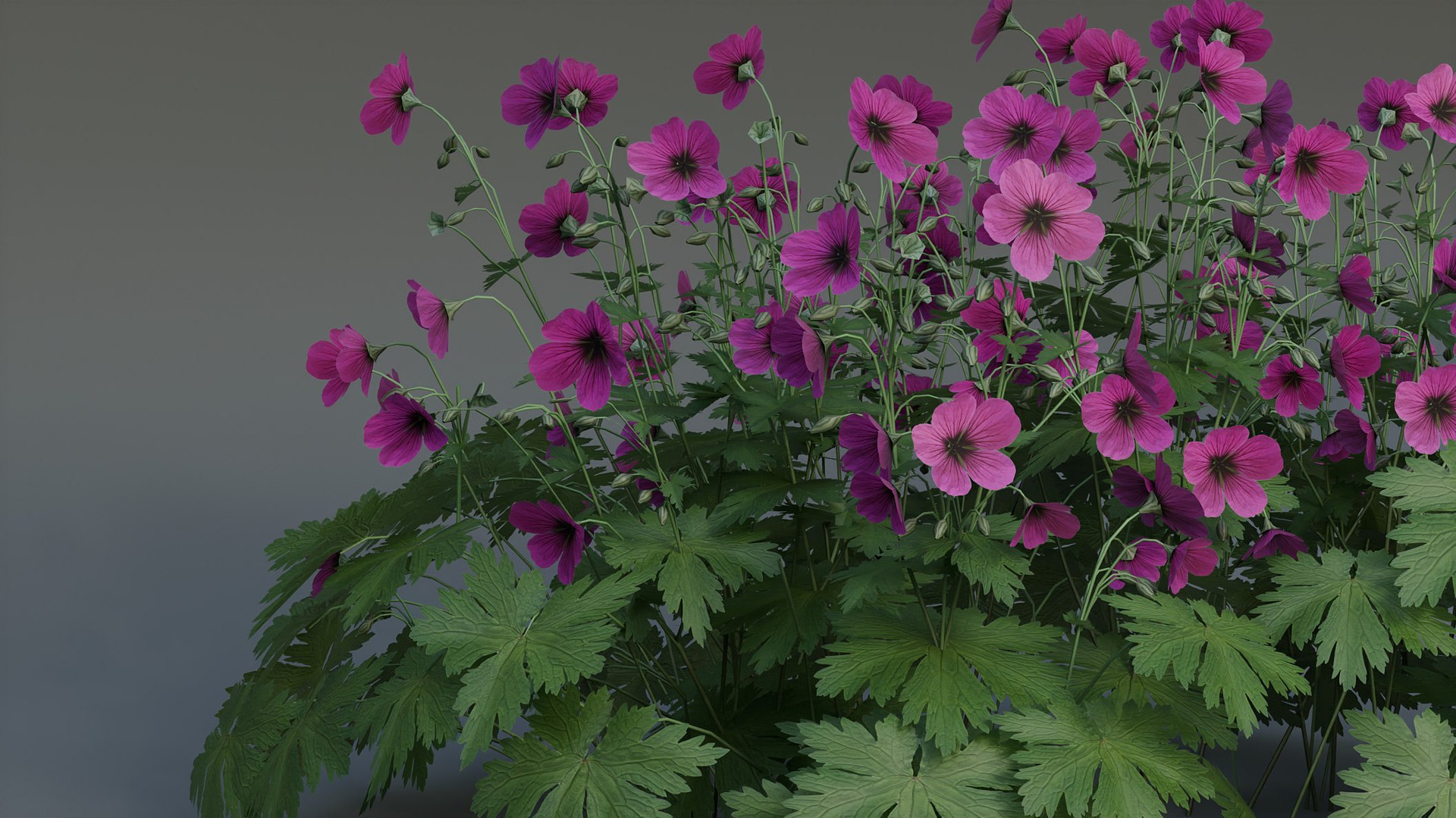 3D Geranium Patricia model https://p.turbosquid.com/ts-thumb/cb/W361zr/qJ/camera10/jpg/1747381677/1920x1080/fit_q87/10d1d230f2153de528dc38cfd094b55c6e3e3ba3/camera10.jpg