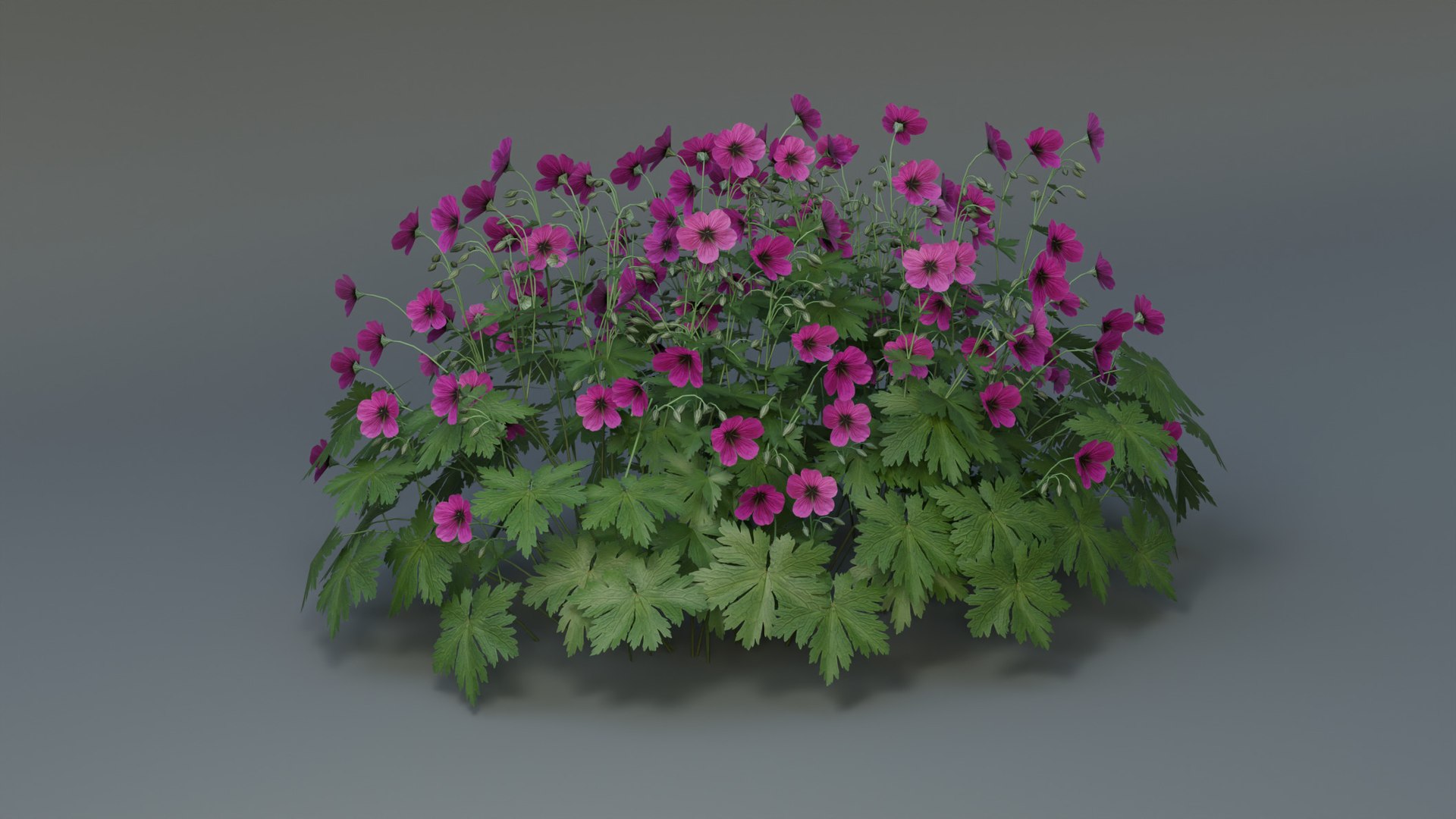 3D Geranium Patricia model https://p.turbosquid.com/ts-thumb/cb/W361zr/tz/camera02/jpg/1747381675/1920x1080/fit_q87/122a1ab0fd199fb3c2aad106ce335ec9b700f06b/camera02.jpg