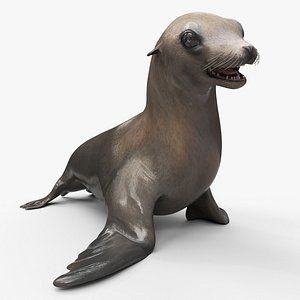 California Sea Lion Walking Animated Rigged for Maya