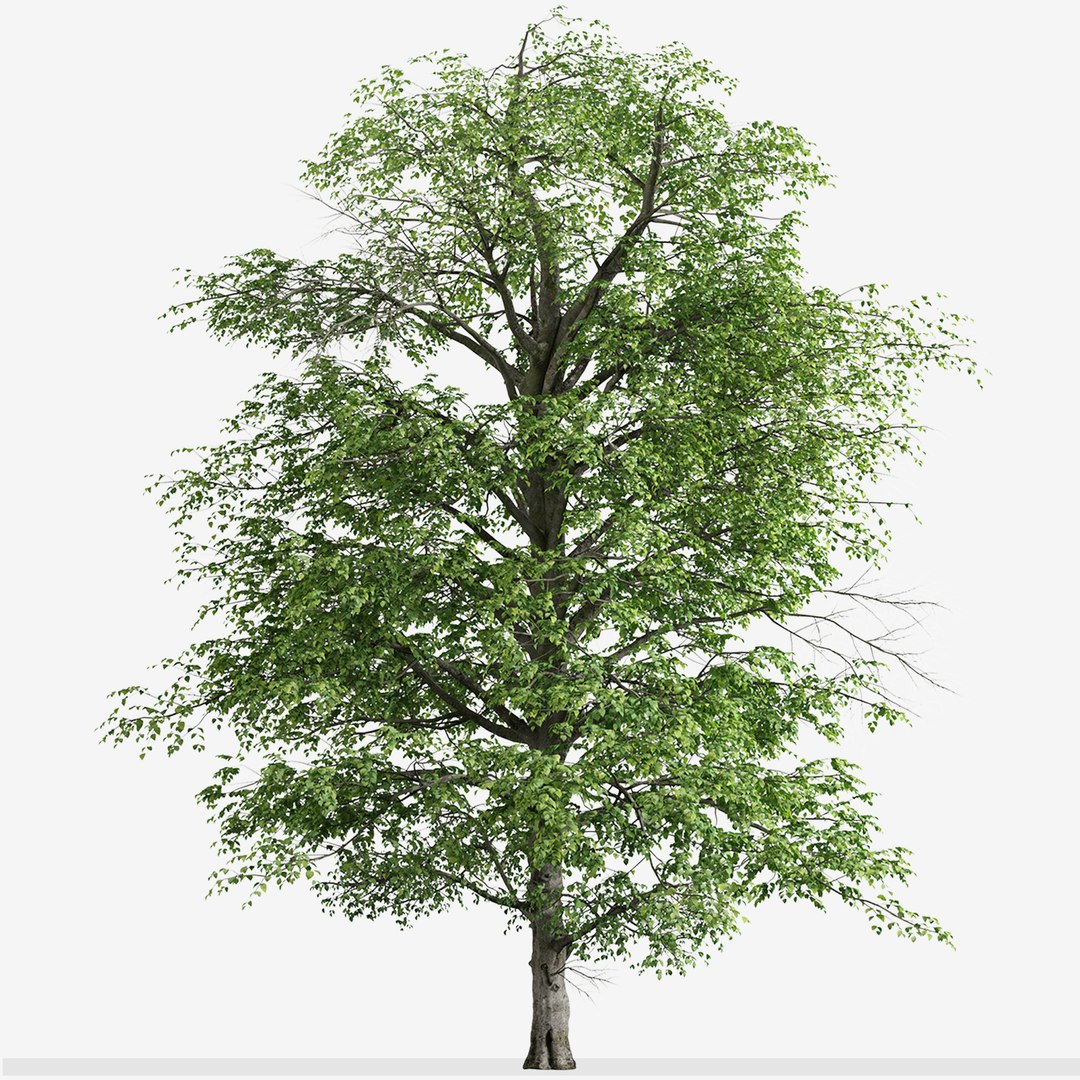 Set Of White Alder Or Alnus Rhombifolia Tree -2Trees 3D - TurboSquid ...