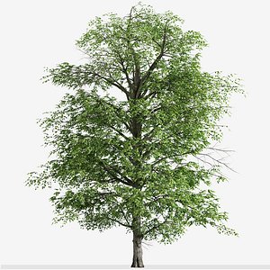 Set of White alder or Alnus rhombifolia Tree -2Trees 3D