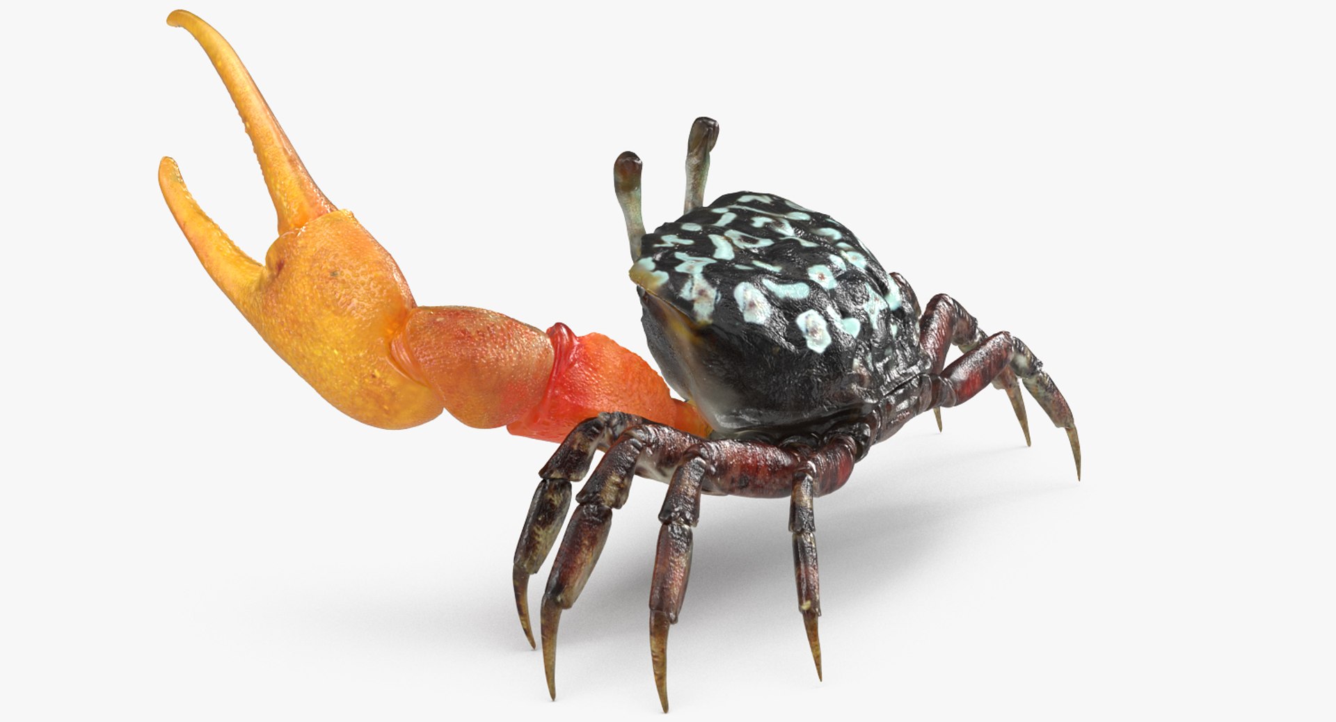Calling Crab Fighting Pose 3D Model 3D model preview