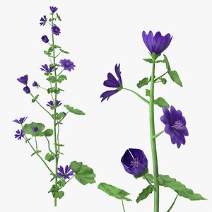 Malva Sylvestris