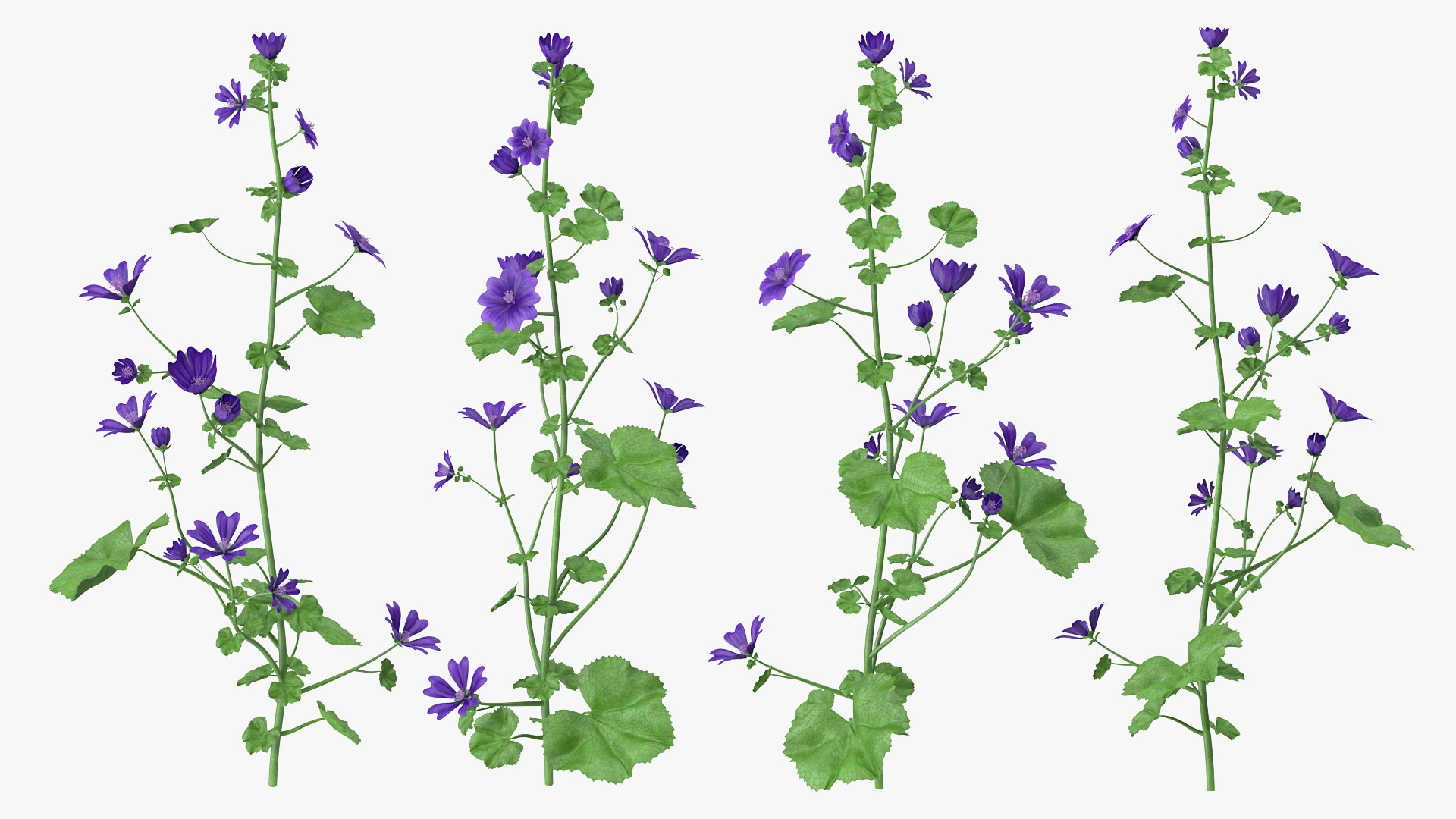 3D Purple Flowering Plants Collection 5 https://p.turbosquid.com/ts-thumb/cb/ux7ktl/xuIPZCYD/malvasylvestris3dmodel001/jpg/1646473902/1920x1080/fit_q87/8b8716dcd7ac113e132b3819ce5097857274d18f/malvasylvestris3dmodel001.jpg