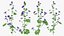 Purple Flowering Plants Collection 5
