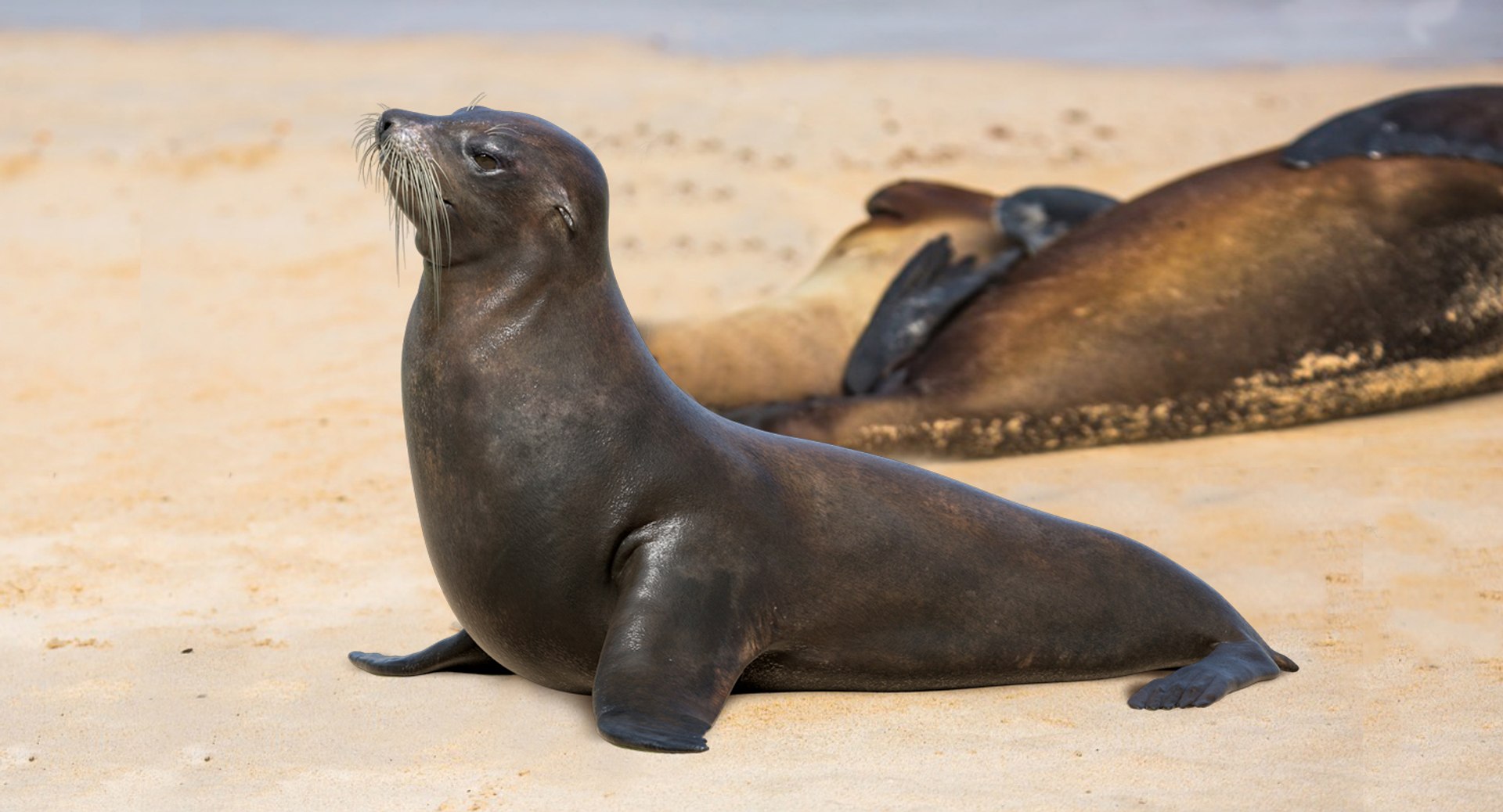 3D rigged ear https://p.turbosquid.com/ts-thumb/cc/2hb57E/E1QSgTIE/02/jpg/1538733703/1920x1080/fit_q87/b6ebd4cb62c99b9a59dd466fef310aa6a5eee6bf/02.jpg