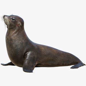 Seal Rigged