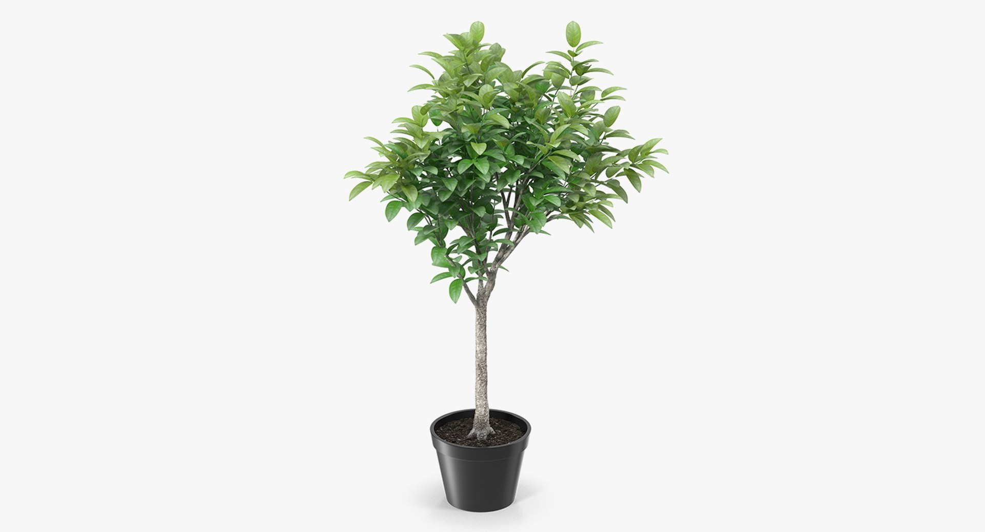 3D Houseplants Collection 5 https://p.turbosquid.com/ts-thumb/cc/DKyqGu/DshFmEuu/smalltreeinapot3dsmodel001/jpg/1648558500/1920x1080/fit_q87/ca251447447d0ce52f9140b625c51b7d7f5a8cc1/smalltreeinapot3dsmodel001.jpg