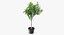 Coleção de Plantas de Interior 5