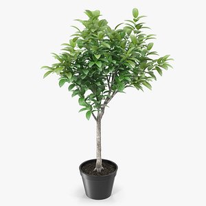 Small Tree In A Pot