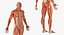 Anatomy Male Muscular System Rigged