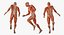 Anatomy Male Muscular System Rigged
