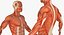 Anatomy Male Muscular System Rigged