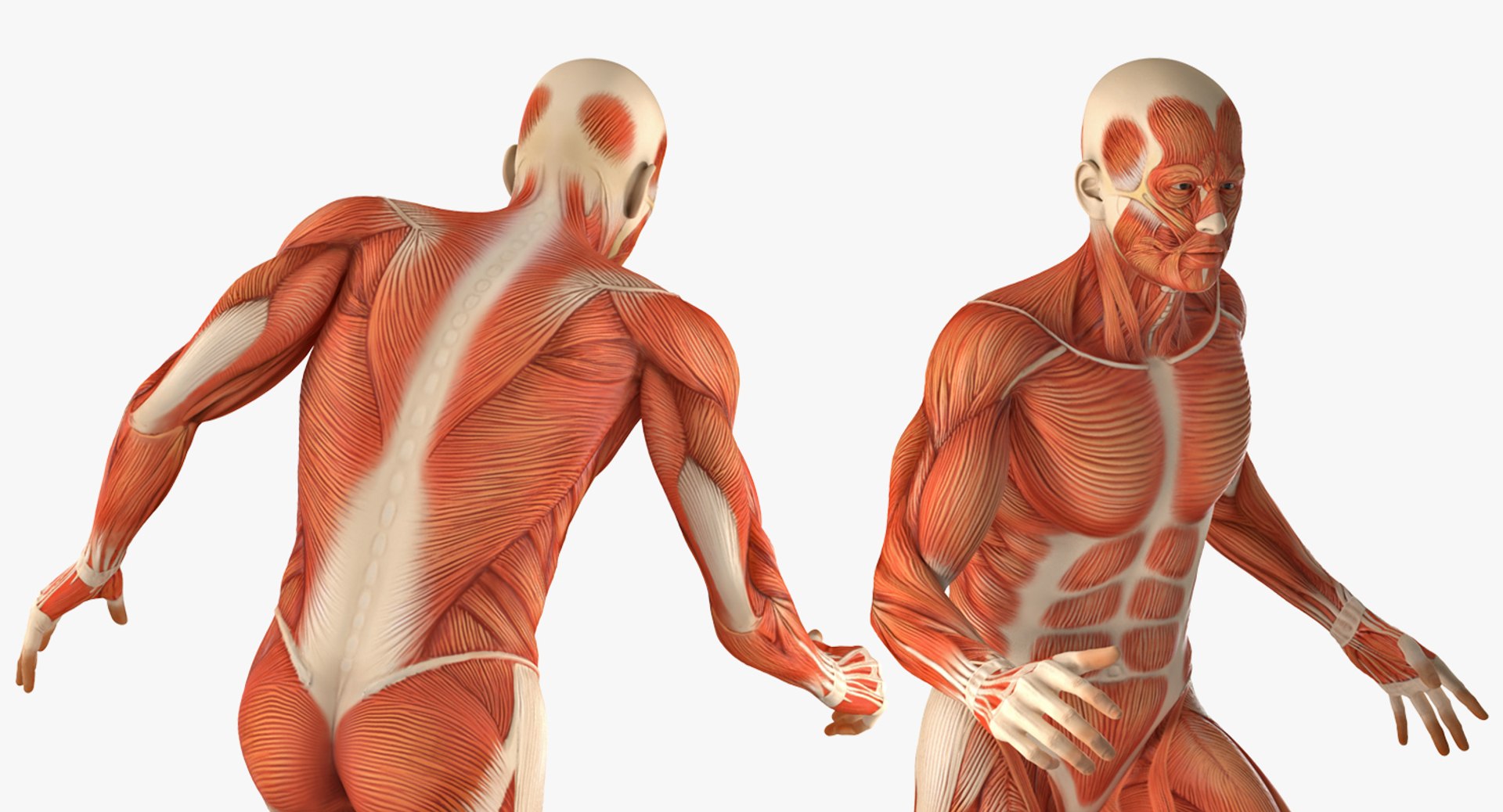 anatomy male muscular rigged model https://p.turbosquid.com/ts-thumb/cc/HV9oZa/EPTXf2vc/anatomymalemuscularsystemriggedmb3dmodel014/jpg/1514037648/1920x1080/fit_q87/c61fdab063cc0fd1a6b0cde65418c832c987dc43/anatomymalemuscularsystemriggedmb3dmodel014.jpg