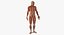Anatomy Male Muscular System Rigged