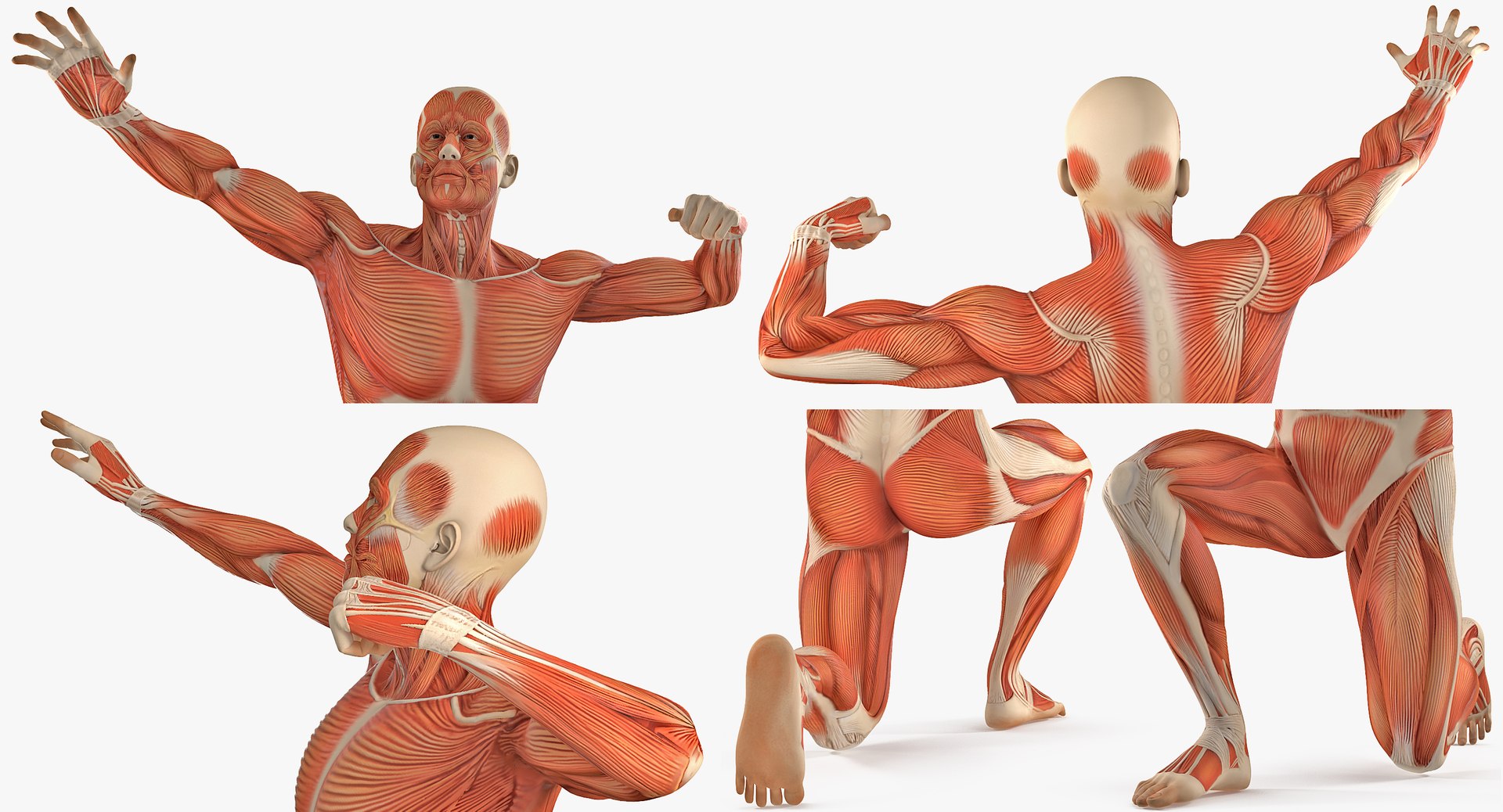 anatomy male muscular rigged model https://p.turbosquid.com/ts-thumb/cc/HV9oZa/PNRm2vAW/anatomymalemuscularsystemriggedmb3dmodel020/jpg/1514037648/1920x1080/fit_q87/9b8f29e562c1d6a4960abd6ade23446e83e37f2f/anatomymalemuscularsystemriggedmb3dmodel020.jpg