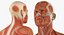 Anatomy Male Muscular System Rigged