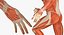 Anatomy Male Muscular System Rigged