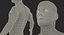 Anatomy Male Muscular System Rigged