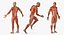 Anatomy Male Muscular System Rigged