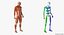 Anatomy Male Muscular System Rigged