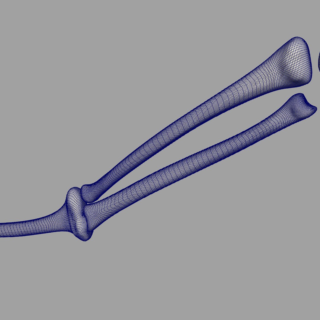 human skeletal arm 3d model https://p.turbosquid.com/ts-thumb/cc/Mis9iI/11s14ELK/wire04/jpg/1366402581/1920x1080/fit_q87/b202eb1c6fdec22c7f82142e3810a557d33cd737/wire04.jpg