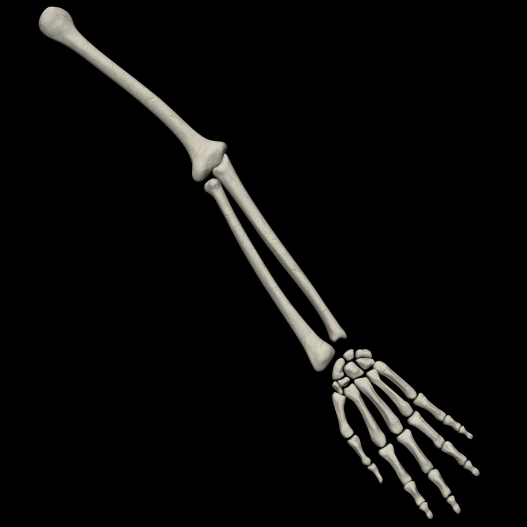 human skeletal arm 3d model https://p.turbosquid.com/ts-thumb/cc/Mis9iI/HrKCWgB1/r24/jpg/1366400291/1920x1080/fit_q87/6a229762c780013d7bd715e506959b0506a0ec3d/r24.jpg