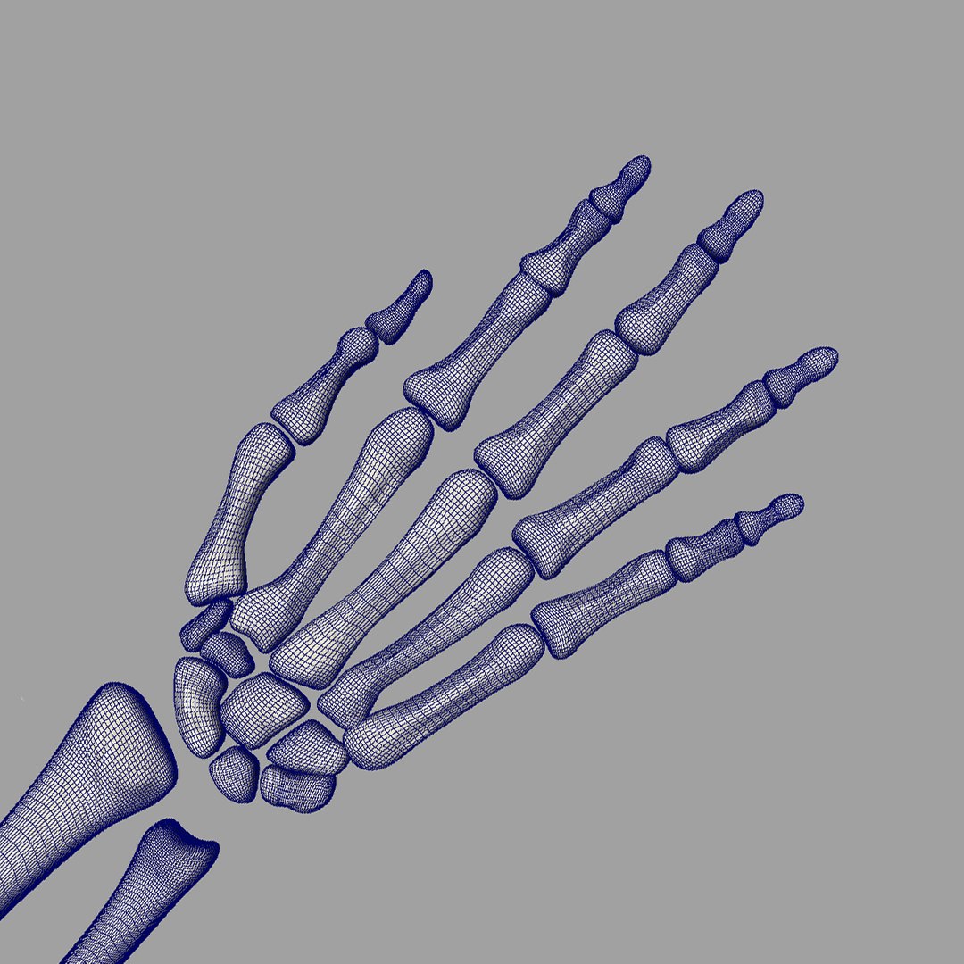 human skeletal arm 3d model https://p.turbosquid.com/ts-thumb/cc/Mis9iI/JzylHd7Q/wire03/jpg/1366402581/1920x1080/fit_q87/d3de045d286965c895654c2d54d5ddf4b42ef68b/wire03.jpg