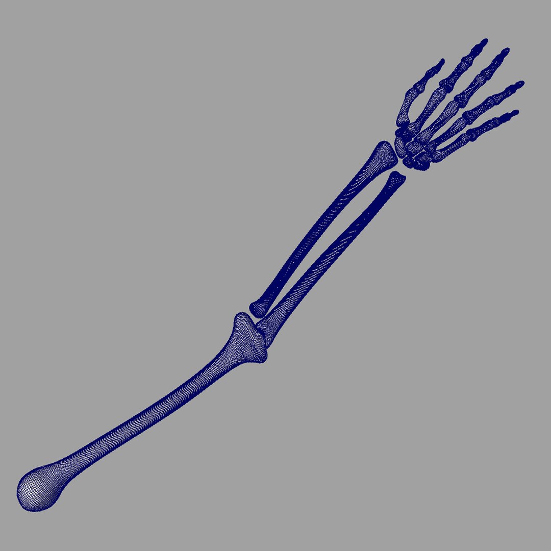 human skeletal arm 3d model https://p.turbosquid.com/ts-thumb/cc/Mis9iI/NqbquHZJ/wire01/jpg/1366402581/1920x1080/fit_q87/1662b68bab7627f02f47778a25db685b5414c924/wire01.jpg