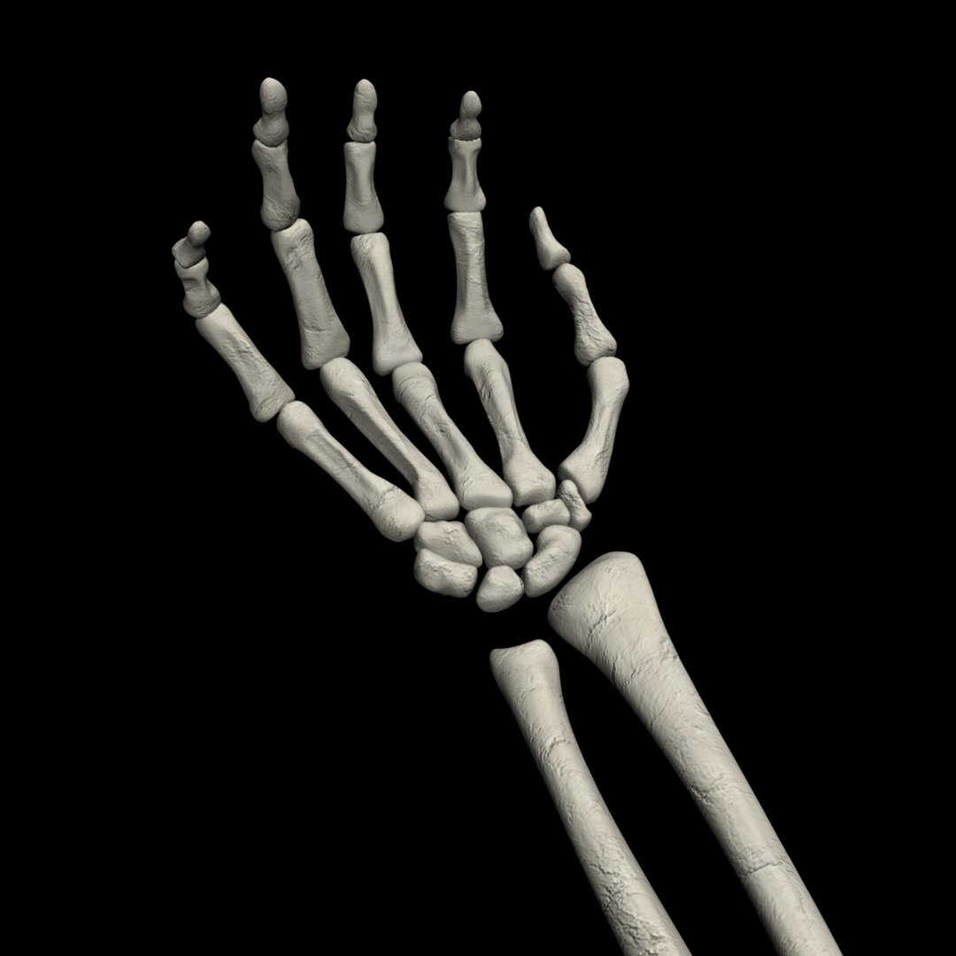 human skeletal arm 3d model https://p.turbosquid.com/ts-thumb/cc/Mis9iI/RxsIGJKs/r25/jpg/1366400291/1920x1080/fit_q87/53642594dc2a4b0b4923a4895b850b1ce9c03548/r25.jpg