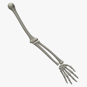 Skeletal Arm