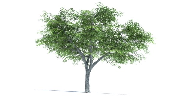 elm tree 3d model